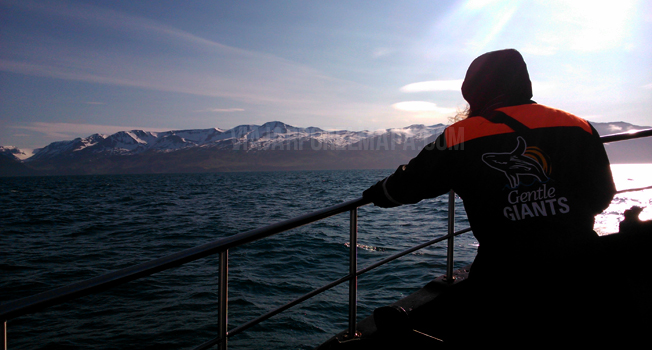 islandia ballenas gentle giants