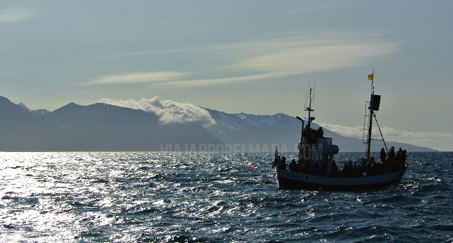 avistamiento ballenas islandia