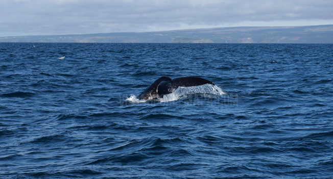 avistamiento ballenas islandia