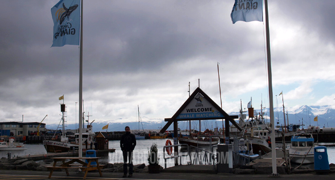 islandia gentle giants husavik