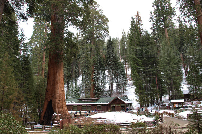 Sequoias costa oeste de eeuu