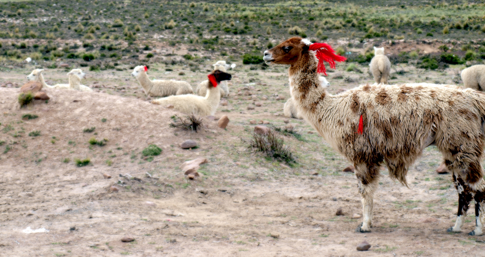 itinerario viaje Perú 15 días