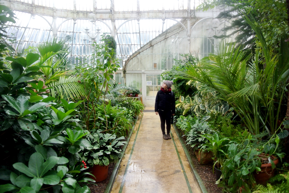 The Palm House Belfast